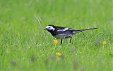 White Wagtail